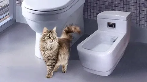 Запах кошачьего туалета как его убрать? Кошачий туалет без запаха это реально?